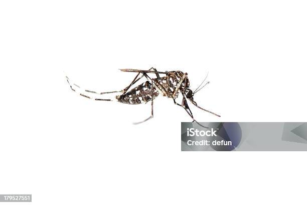 Mosquito Insecto Foto de stock y más banco de imágenes de Agresión - Agresión, Bacteria, Biología