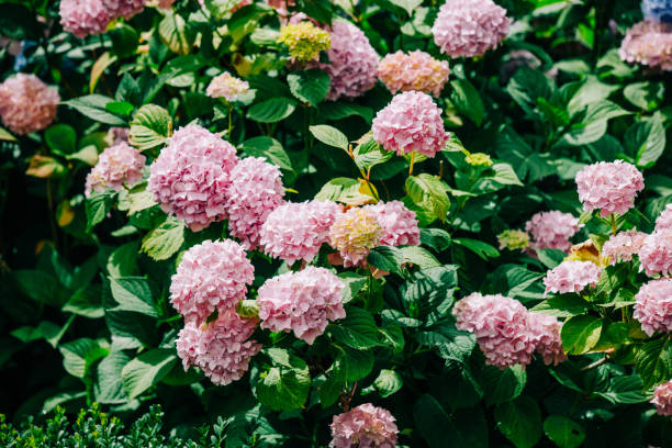 istock blooming hydrangea bushes in a garden in Poland in July 1795277627