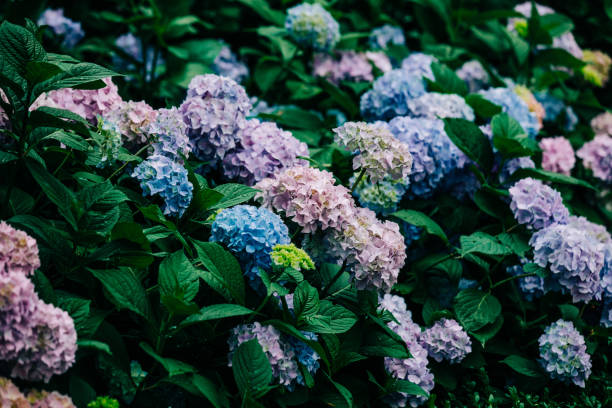 istock blooming hydrangea bushes in a garden in Poland in July 1795278725