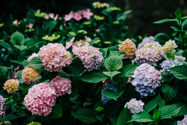 istock blooming hydrangea bushes in a garden in Poland in July 1795278726