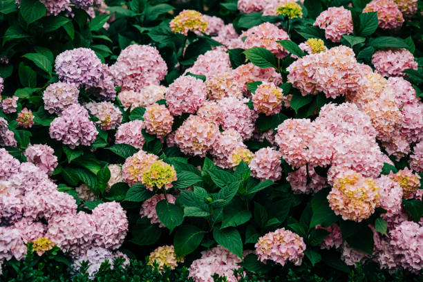 istock blooming hydrangea bushes in a garden in Poland in July 1795280917