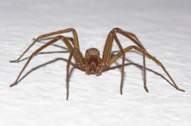 istock Specimen of violin spider within the home walls 1795282112