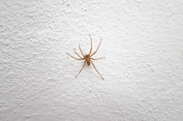 istock Specimen of violin spider within the home walls 1795282620