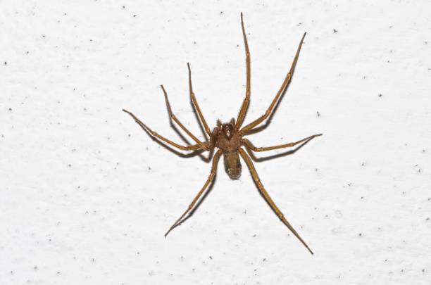 istock Specimen of violin spider within the home walls 1795282630