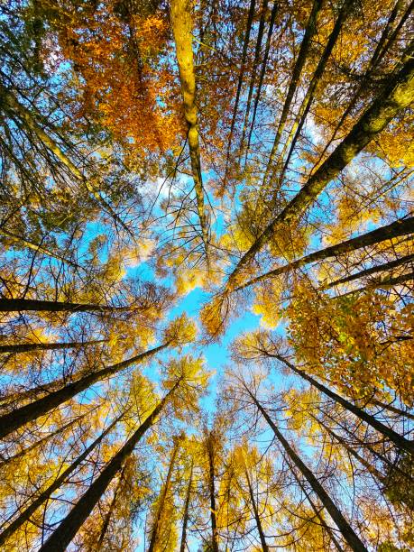 istock Low angle view of golden autumn forest canopy 1795284291
