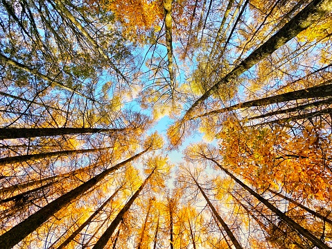 Extreme wide angle view looking up at a golden autumn forest canopy.