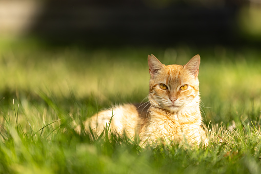 Beautiful ginger stray cat is sitting on the grass.