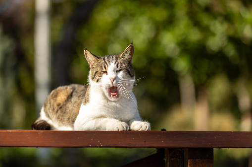 Tabby stray cat is yawning on the park table.
