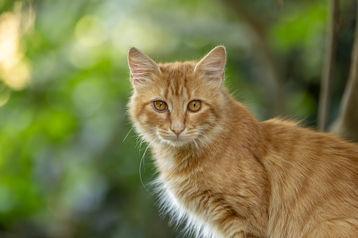 Beautiful ginger stray cat in nature.