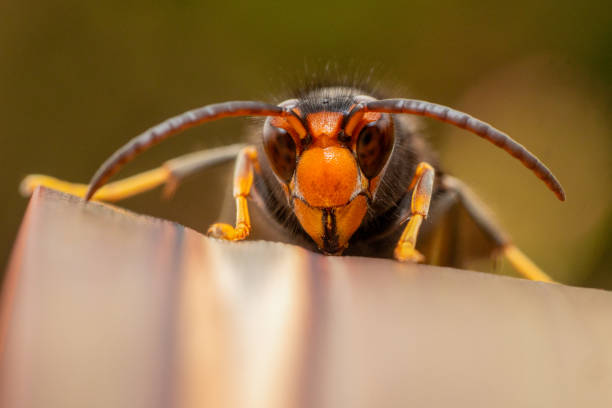 Extrerme Close-Up of Hornet