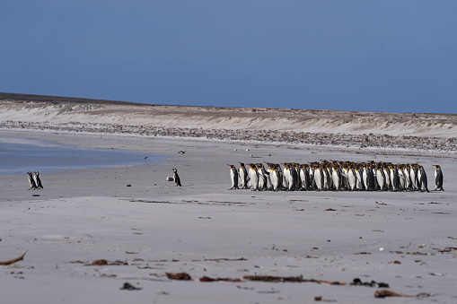 Colony of african penguins on rocky beach in South Africa