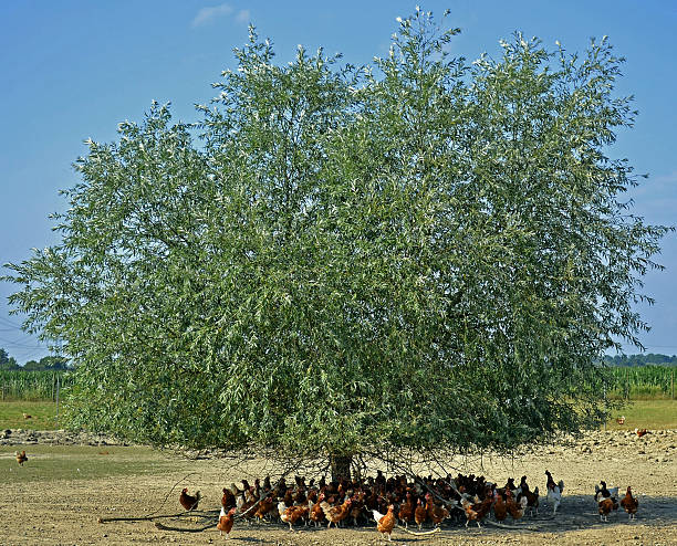 chicken farm stock photo