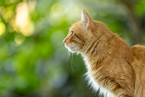 Beautiful ginger stray cat in nature.