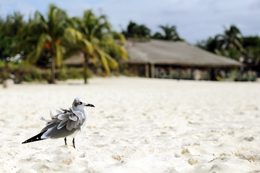 Seagull stands on the beach on white sand with raspy feathers against the background of hotels. Mexico. Copy space.