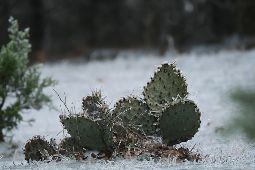Ice on prickly pear cactus closeup during cold Texas winter weather.