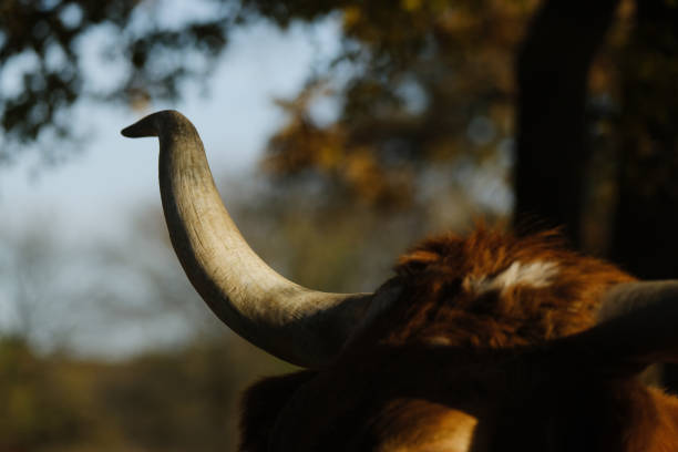Texas longhorn cow horn close up with blurred background.