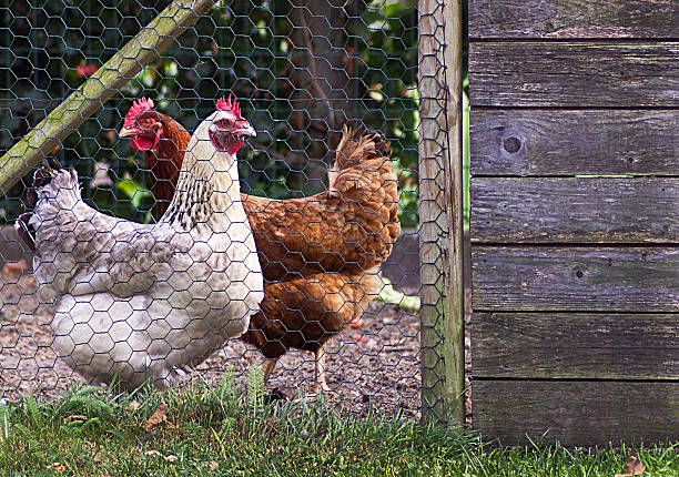 Two chickens in a chicken coop. stock photo