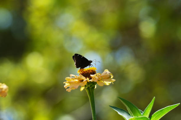 Butterfly in garden with blurred background during summer on zinnia flower closeup.