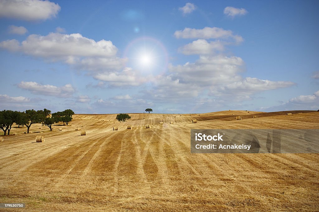 Trigo Paisagem de feno - Royalty-free Agricultura Foto de stock