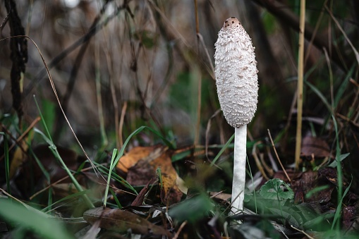 In autumn, the forests are full of so many different types of mushrooms that are eye-catching.