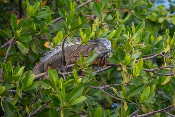 istock Green iguana hanging out in a tree 1795320292