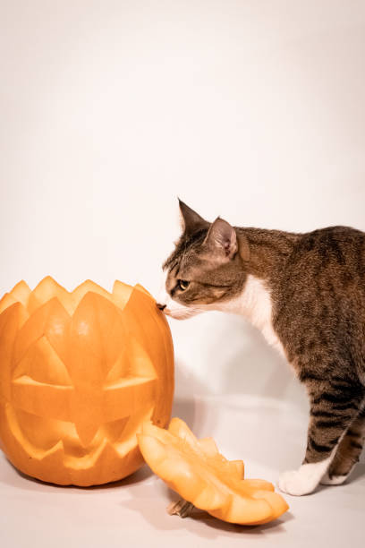 istock Spooky Cat Pumpkin Portraits Halloween 1795335633