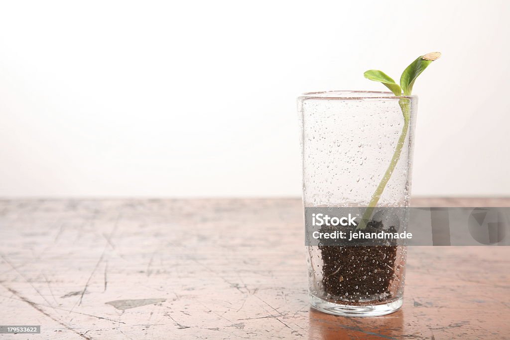 Abóbora broto verde no copo na mesa de madeira horisontal - Foto de stock de Abrindo royalty-free