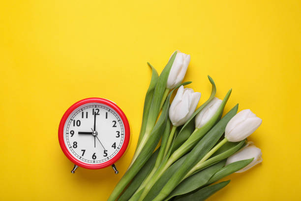 istock Red alarm clock and beautiful tulips on yellow background, flat lay. Spring time 1795337984