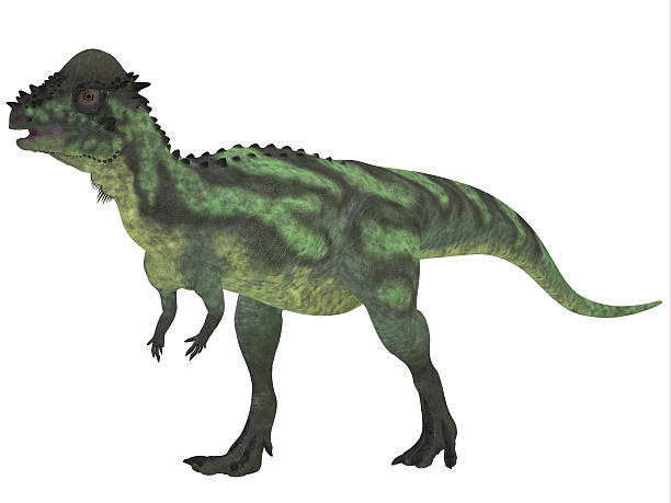 Pachycephalosaurus on White Pachycephalosaurus dinosaur was a bipedal omnivore with an extremely thick skull roof and existed in the Cretaceous Period.. pachycephalosaurus stock pictures, royalty-free photos & images