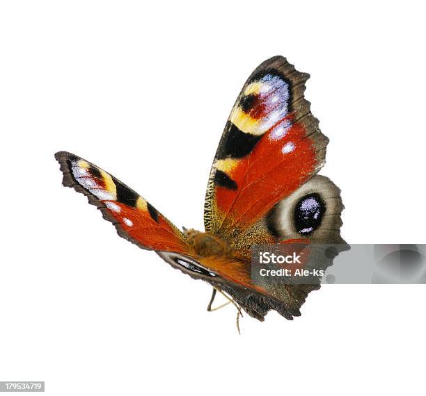 Foto de Borboleta e mais fotos de stock de Animal - Animal, Azul, Beleza