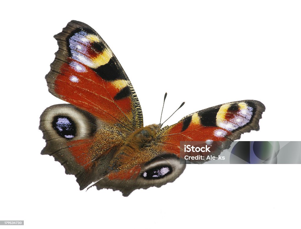 butterfly - Zbiór zdjęć royalty-free (Bez ludzi)