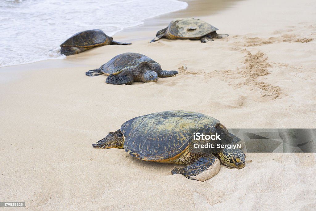 Tortoises в Тертл-Бэй - Стоковые фото Без людей роялти-фри