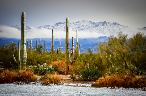 Desert snowfall in outside of Tucson, Arizona