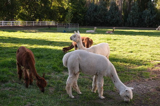 Various colors of alpacas grazing in green grass with a background of a white rail fence.  Other alpacas interacting with each other and some close ups of alpacas looking at me.