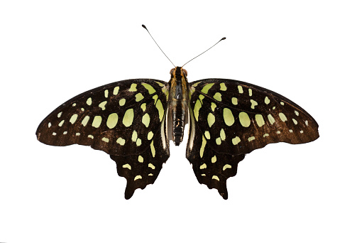 Large forest tropical butterfly Graphium agamemnon on a white background, top view