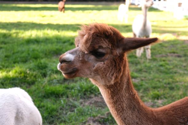 istock Various colors of alpacas 1795356567