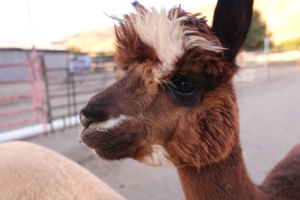 istock Various colors of alpacas 1795356590