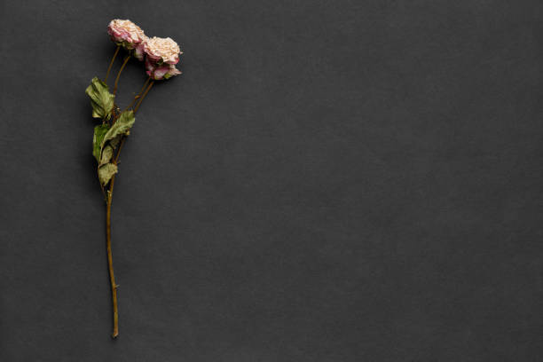 istock Dry roses on dark background top view copy space. 1795356848
