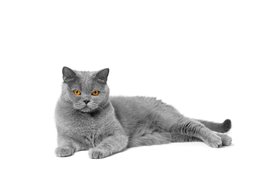 British shorthair blue cat lies beautifully on white isolation and looks at the camera with large orange eyes. Gray purebred cat on a white background