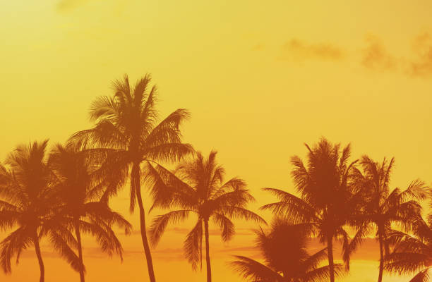 istock Palm trees at sunset. Location Hawaii. 1795357252