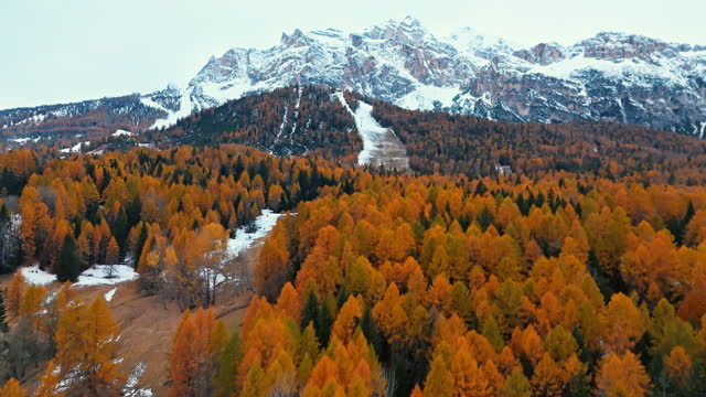 AERIAL Drone Shot of Orange Larch Forest On The Base of Majestic Snowy Mountain in Dolomites