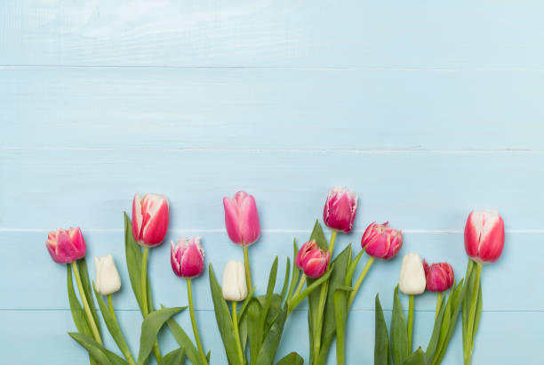 istock Bright tulips on wooden background, top view 1795360958