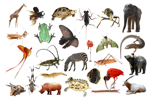 istock wild animal collection isolated 179536112