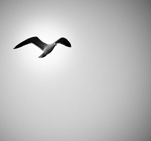 Seagull in the sky stock photo