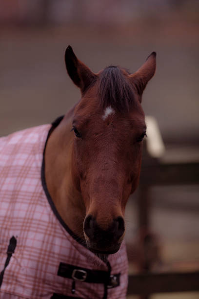 istock Portrait of a horse with  blanket 179536612