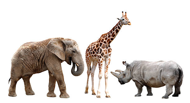 istock giraffes , elephant and rhino 179536690