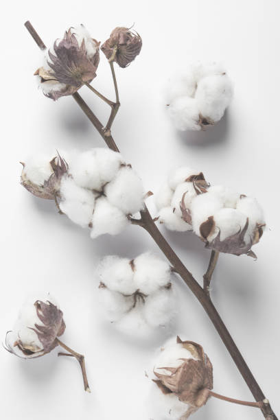 istock Dry cotton branch with fluffy flowers on white background, top view 1795375932