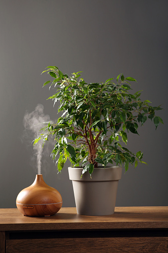 Air humidifier near houseplant on wooden table against grey wall