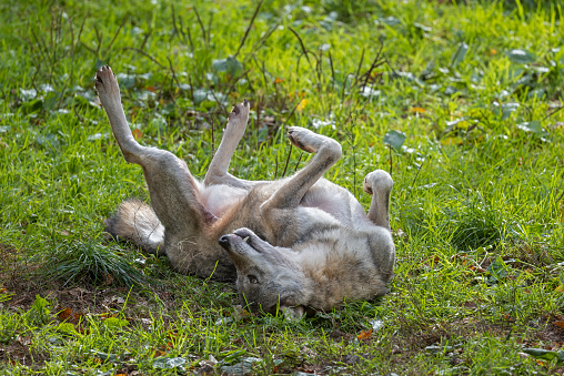 Eurasian wolf (Canis lupus lupus) relaxing on a meadow.
