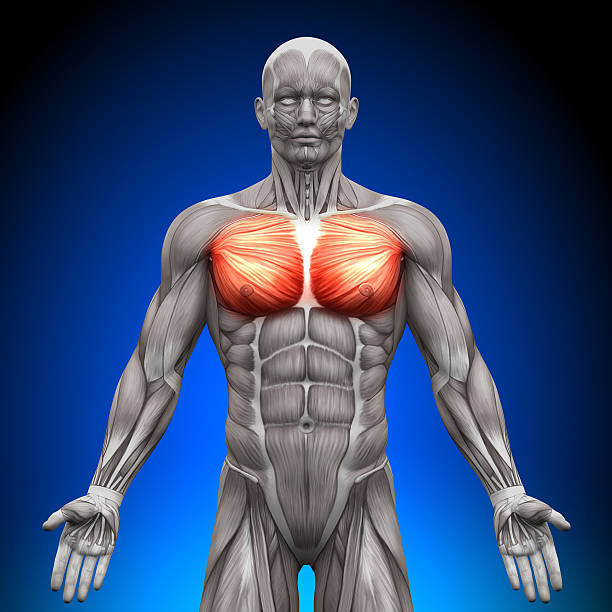 Chest Pectoralis Major Minor - Anatomy Muscles Chest / Pectoralis Major / Pectoralis Minor - Anatomy Muscles pectoral muscle stock pictures, royalty-free photos & images